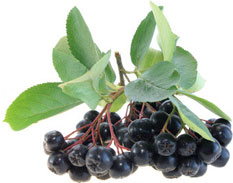 Aronia